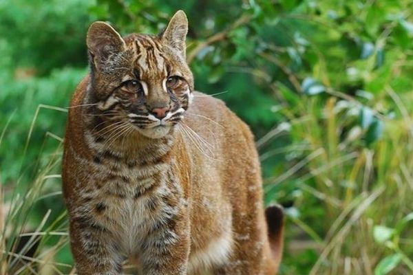 タイの森の中で、稀少な「アジアンゴールデンキャット」を撮影