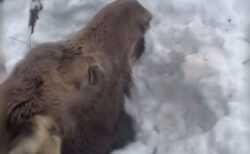 首まで雪に埋もれたヘラジカ、男性らが発見し、救助【動画】