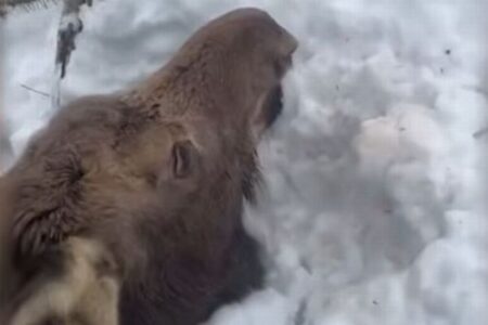 首まで雪に埋もれたヘラジカ、男性らが発見し、救助【動画】