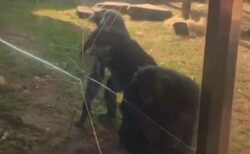 ボノボの凄まじい破壊力、動物園の強化ガラスにヒビを入れる【動画】