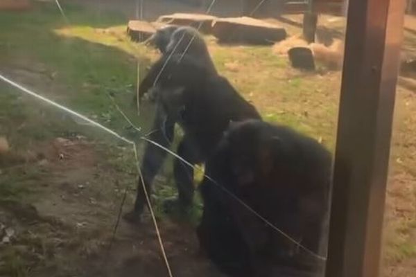 ボノボの凄まじい破壊力、動物園の強化ガラスにヒビを入れる【動画】