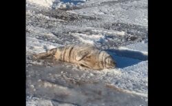 道路の真ん中で昼寝して捕獲された、赤ちゃんアザラシが可愛い