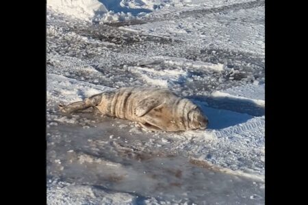 道路の真ん中で昼寝して捕獲された、赤ちゃんアザラシが可愛い