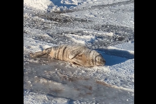 道路の真ん中で昼寝して捕獲された、赤ちゃんアザラシが可愛い