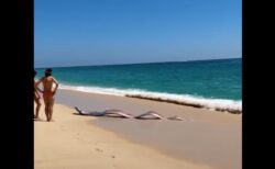 不吉の前兆か、リュウグウノツカイが生きたまま2匹も浜に打ち上げられた