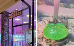 中国のゲームセンターに生きたハムスターを獲るクレーンゲームが登場、批判殺到