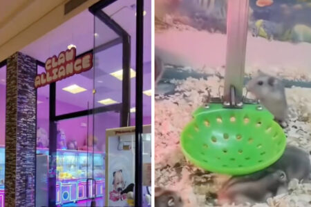 中国のゲームセンターに生きたハムスターを獲るクレーンゲームが登場、批判殺到