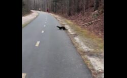 人がカワウソに襲われる珍事、米ノースカロライナ州で発生