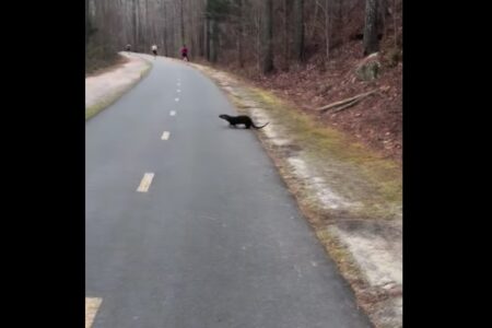 人がカワウソに襲われる珍事、米ノースカロライナ州で発生