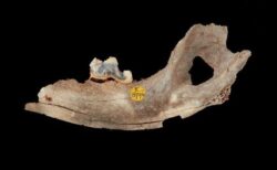 人間と犬との絆、約1万5000年以上前から飼育されていたと判明