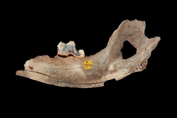 人間と犬との絆、約1万5000年以上前から飼育されていたと判明