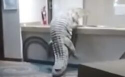 ジンバブエのホテルにワニが侵入、キッチンのカウンターを登る【動画】