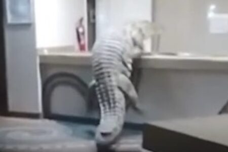 ジンバブエのホテルにワニが侵入、キッチンのカウンターを登る【動画】