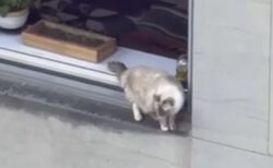 NYの超高層マンションの窓辺を、大胆に探検する猫を発見【動画】