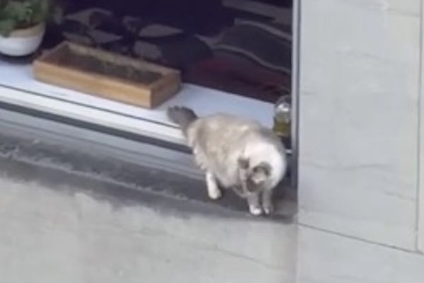 NYの超高層マンションの窓辺を、大胆に探検する猫を発見【動画】