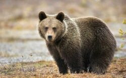 アラスカ州で、訓練中のアメリカ兵がクマに襲撃され、２人が重傷