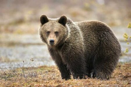 アラスカ州で、訓練中のアメリカ兵がクマに襲撃され、２人が重傷