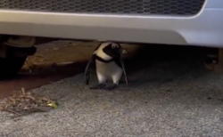 南アフリカの町で、車の下を覗いたら、ペンギンが休んでいた【動画】