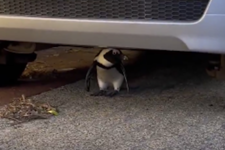 南アフリカの町で、車の下を覗いたら、ペンギンが休んでいた【動画】