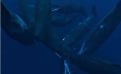 マッコウクジラの音声によるコミュニケーション、母音を使い人間と酷似