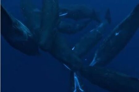 マッコウクジラの音声によるコミュニケーション、母音を使い人間と酷似