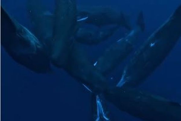 マッコウクジラの音声によるコミュニケーション、母音を使い人間と酷似