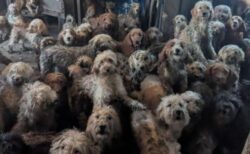 【衝撃写真】イギリスで多頭飼育崩壊、250匹の犬を保護