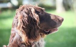 犬の脳が少なくとも5000年前から、小さくなり始めていた可能性