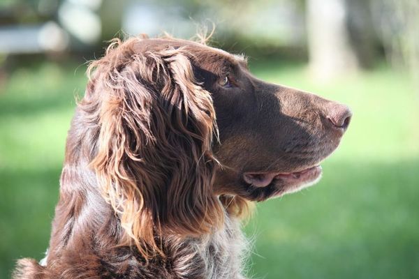 犬の脳が少なくとも5000年前から、小さくなり始めていた可能性