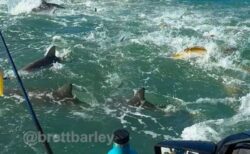 釣り人が小魚を捕食するサメの大群に遭遇、衝撃的な映像を撮影