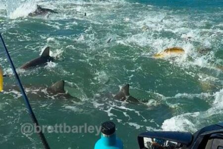 釣り人が小魚を捕食するサメの大群に遭遇、衝撃的な映像を撮影