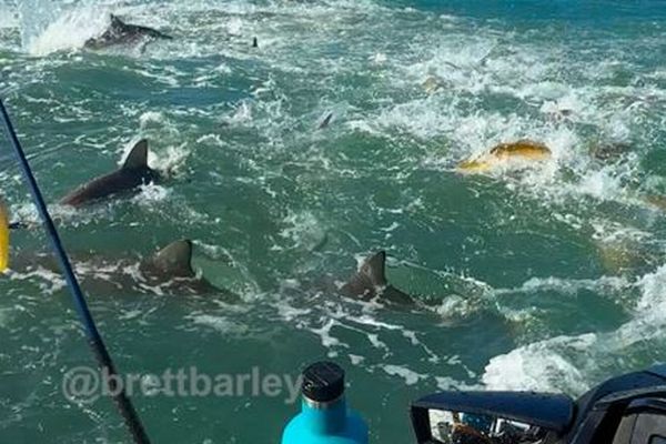 釣り人が小魚を捕食するサメの大群に遭遇、衝撃的な映像を撮影