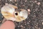 エリマキトカゲを助けた男性、妙に気に入られてしまう【動画】