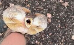 エリマキトカゲを助けた男性、妙に気に入られてしまう【動画】