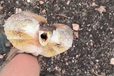 エリマキトカゲを助けた男性、妙に気に入られてしまう【動画】