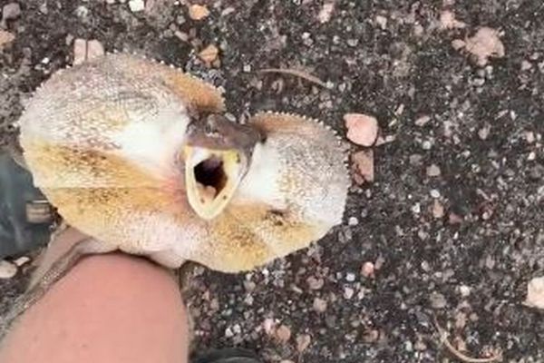 エリマキトカゲを助けた男性、妙に気に入られてしまう【動画】