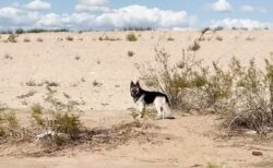 飼い主が強制送還されて取り残されたハスキー犬、孤独に砂漠をさまよう