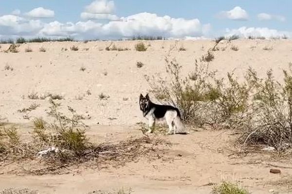 飼い主が強制送還されて取り残されたハスキー犬、孤独に砂漠をさまよう