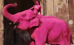 【インド】写真家がゾウをピンク色に染めて撮影、批判が殺到