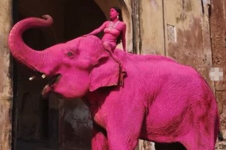 【インド】写真家がゾウをピンク色に染めて撮影、批判が殺到