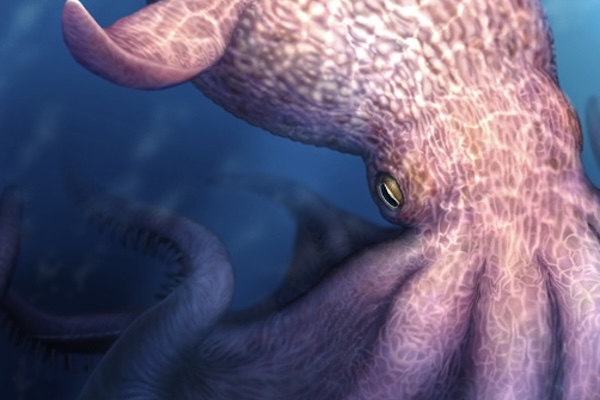 1億年前、恐竜時代に生息していた巨大なタコ、顎の化石から大きさを特定