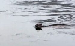 カナダの入江でマウンテンライオンを目撃、すいすいと泳いでいく【動画】