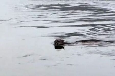 カナダの入江でマウンテンライオンを目撃、すいすいと泳いでいく【動画】