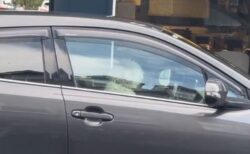 「早く戻ってきて！」運転席でクラクションを鳴らすワンコを目撃【動画】