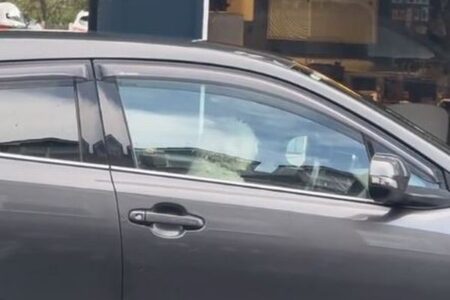 「早く戻ってきて！」運転席でクラクションを鳴らすワンコを目撃【動画】