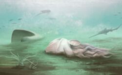 世界最古のタコと考えられてきた化石、実は別の生物だったと判明