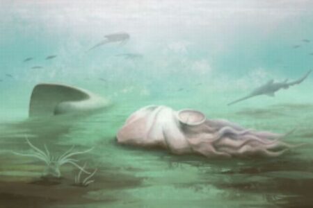 世界最古のタコと考えられてきた化石、実は別の生物だったと判明