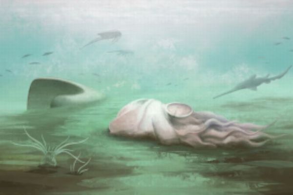 世界最古のタコと考えられてきた化石、実は別の生物だったと判明