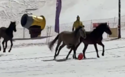 スペインのスキー場に野生の馬の群れが出現、人々が驚愕