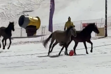 スペインのスキー場に野生の馬の群れが出現、人々が驚愕